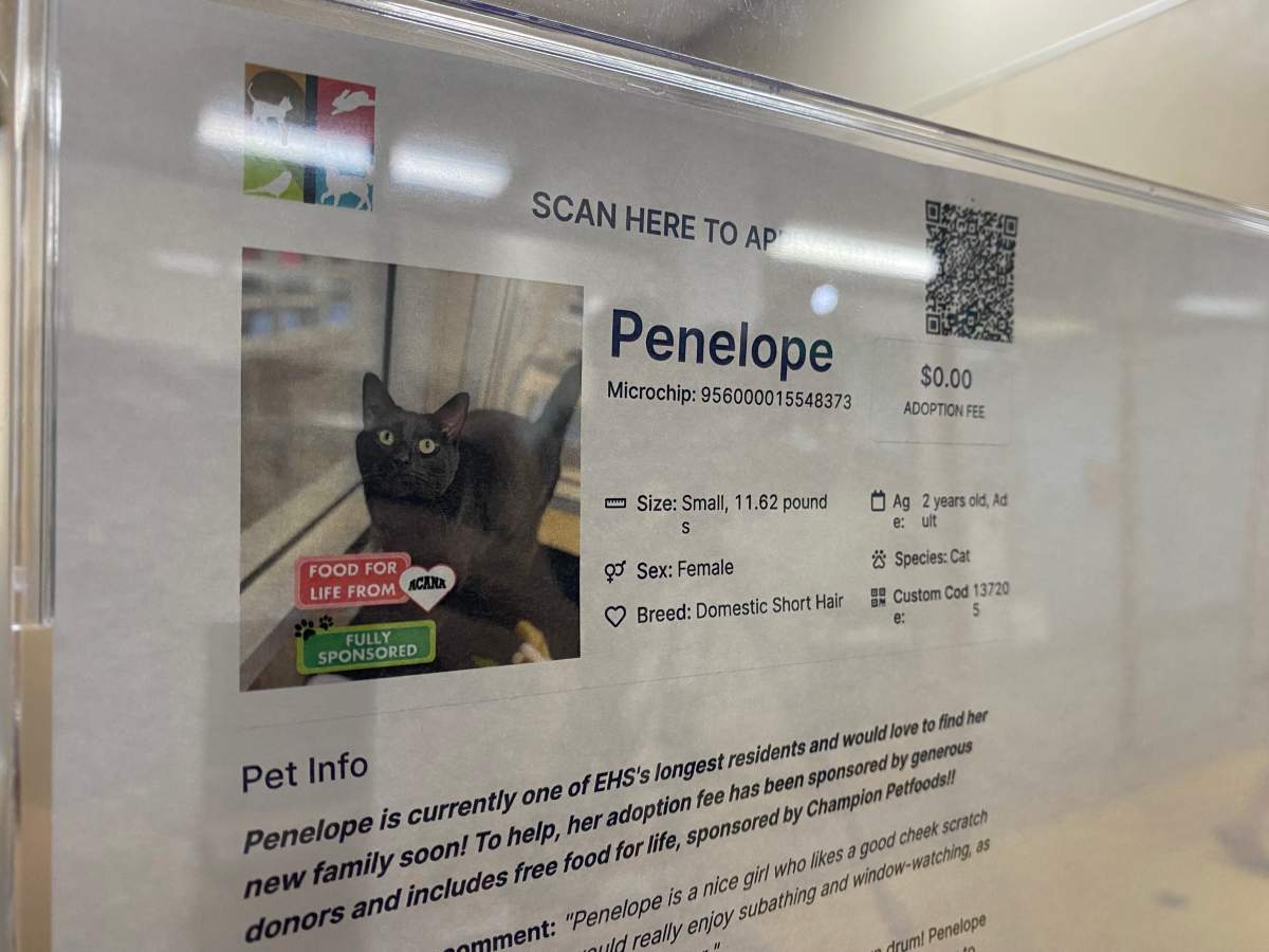 Bursting at the seams, Edmonton Humane Society launches new adoption event - image