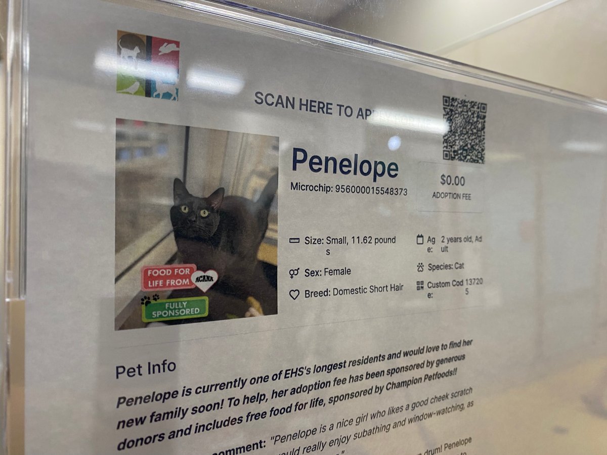 Bursting at the seams, Edmonton Humane Society launches new adoption event Edmonton