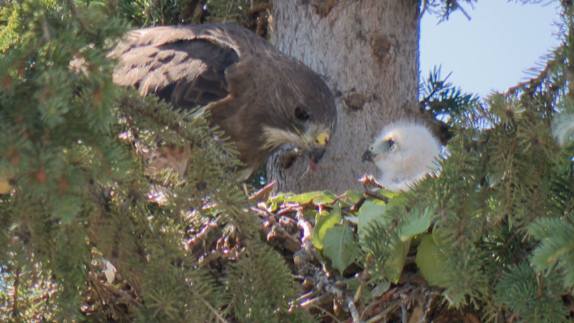 ‘Aggressive’ hawks cause havoc in Calgary neighbourhood