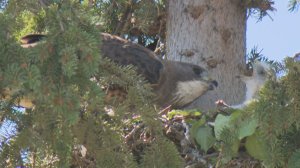 ‘Aggressive’ hawks cause havoc in Calgary neighbourhood