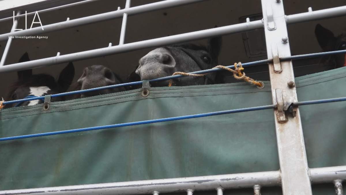 Horses in transport after arriving in Japan.