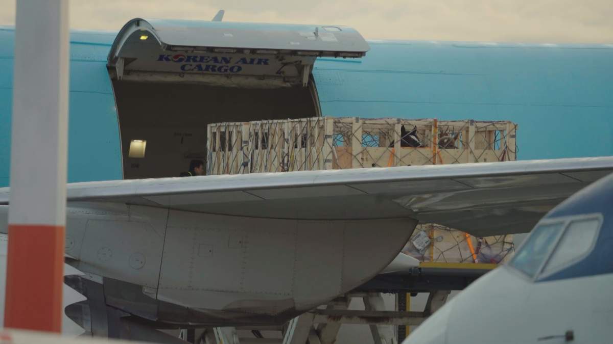Horses, destined for Japan, are loaded onto a cargo ship in Edmonton.