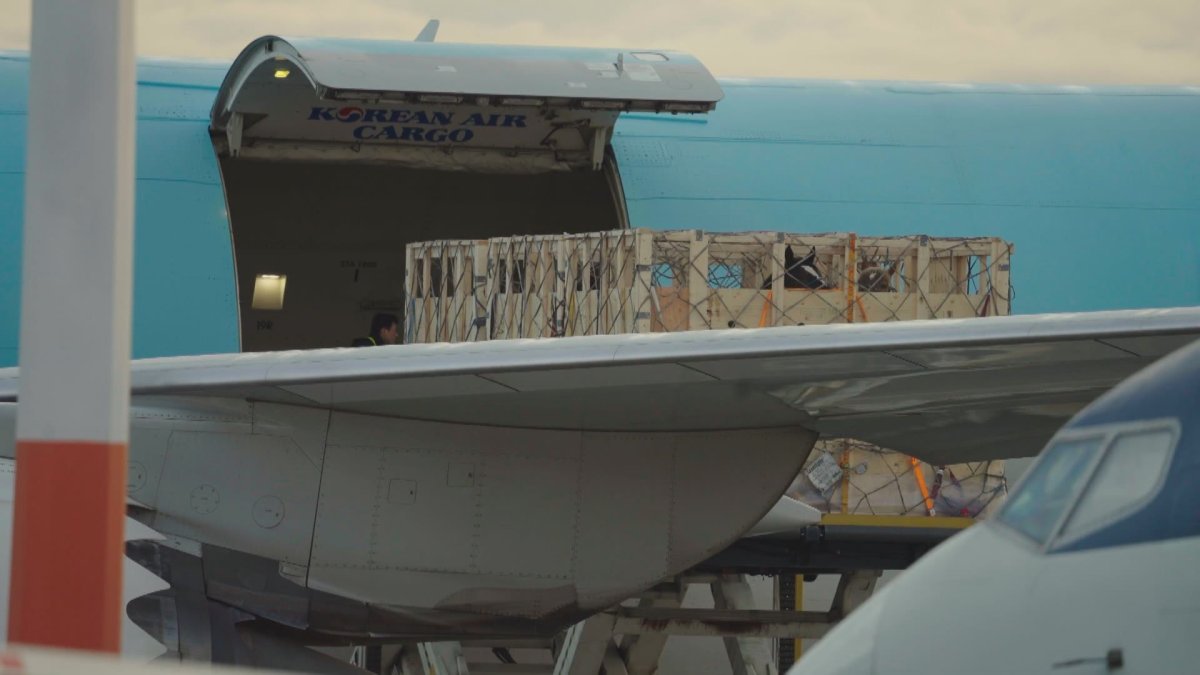 Horses, destined for Japan, are loaded onto a cargo ship in Edmonton.