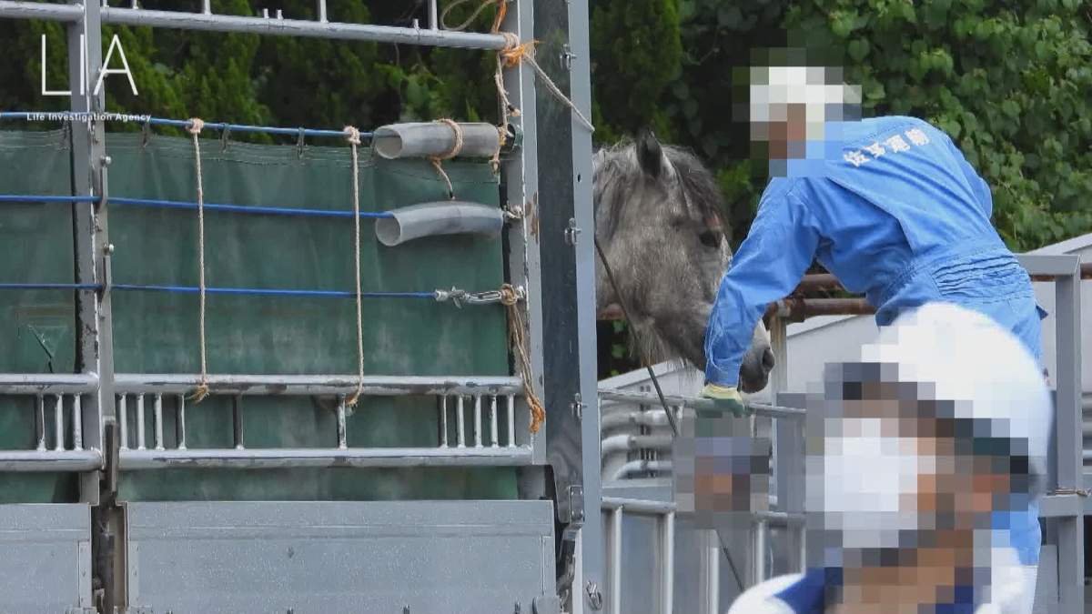 A horse is unloaded after arriving in Japan.