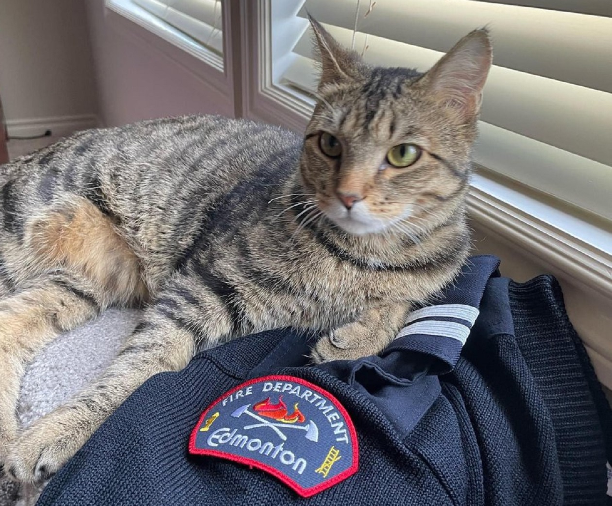 След като прекара няколко месеца в приемна грижа домашна котка