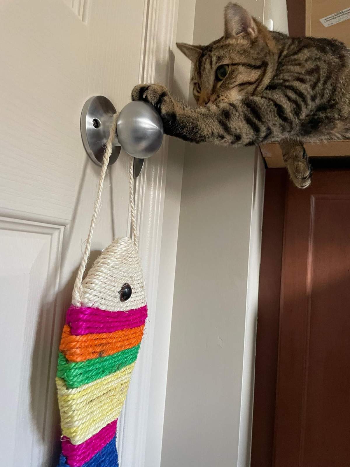 Jasper the tabby cat enjoying his new home, months after jumping from a fifth-storey balcony to escape an apartment fire.