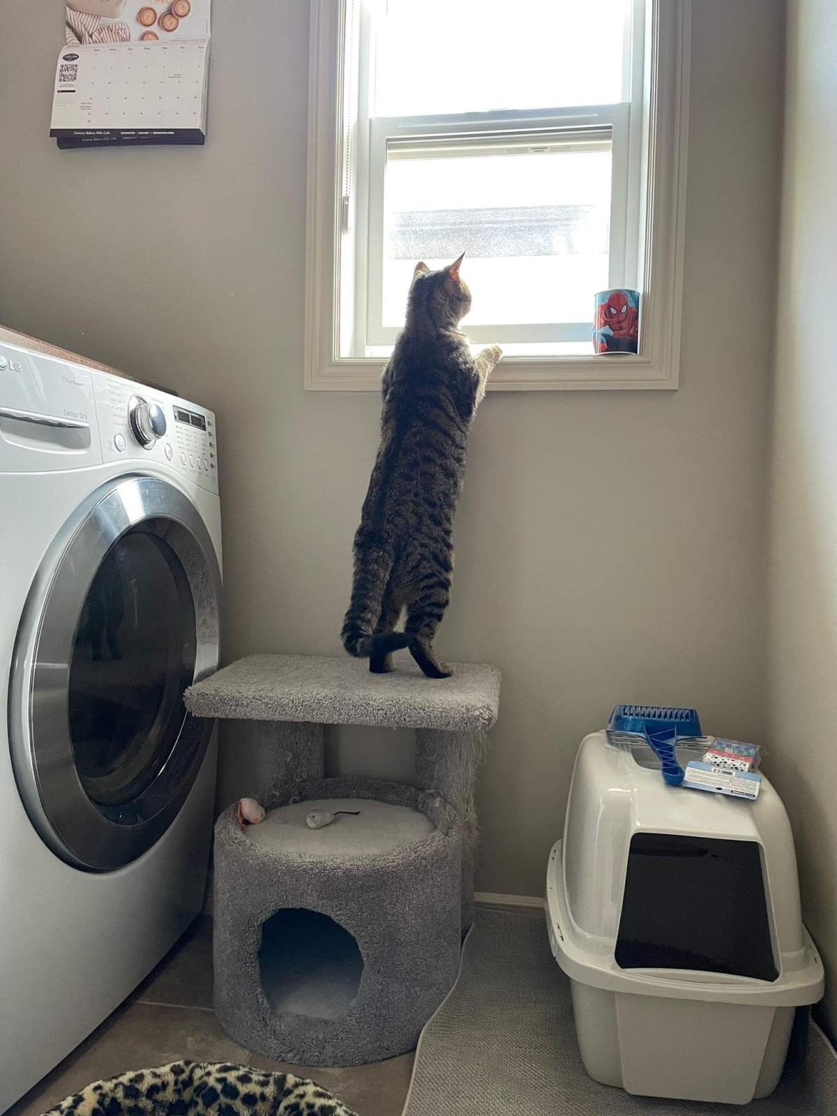 Jasper the tabby cat enjoying his new home, months after jumping from a fifth-storey balcony to escape an apartment fire.