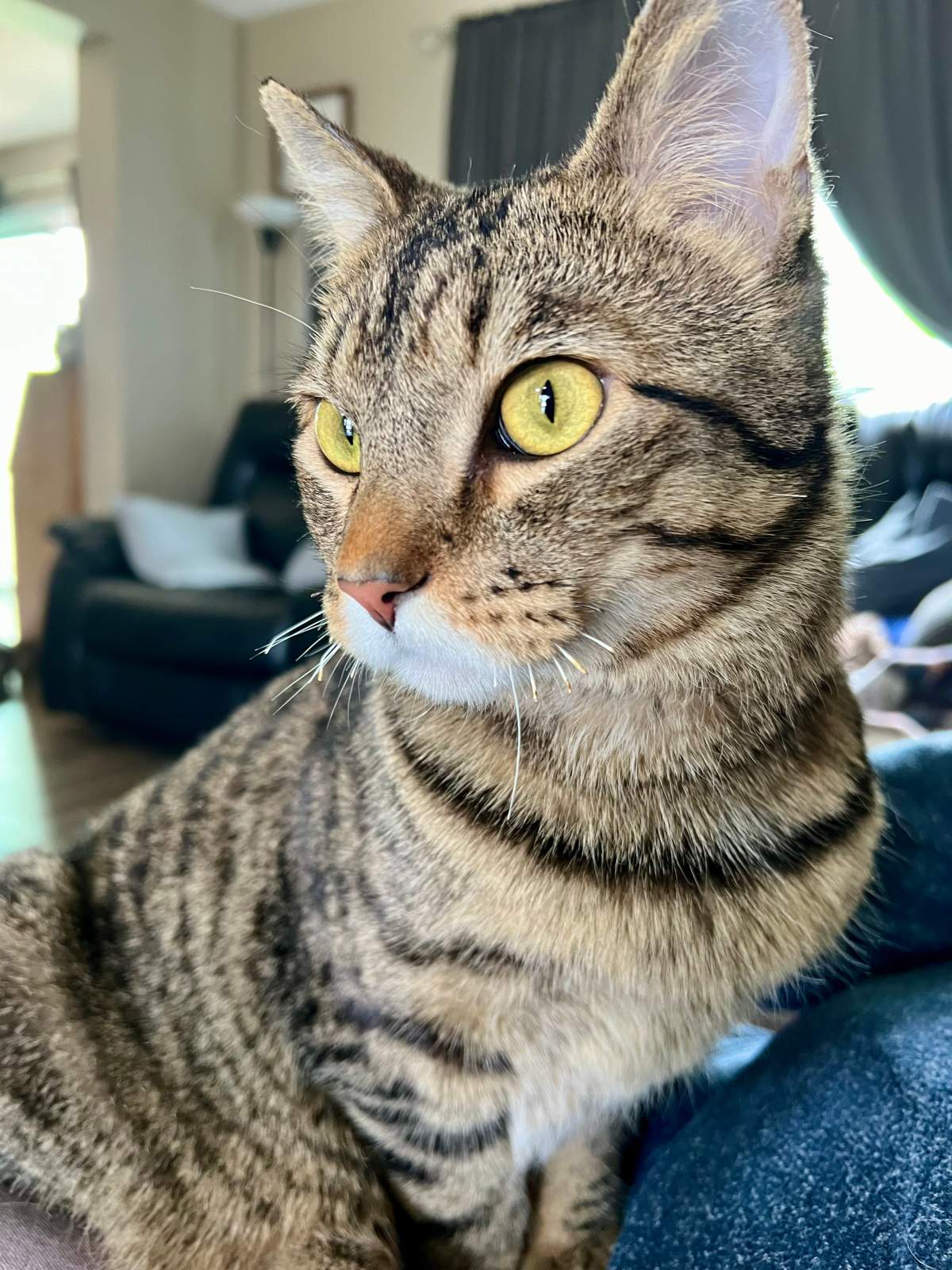 Jasper the tabby cat enjoying his new home, months after jumping from a fifth-storey balcony to escape an apartment fire.