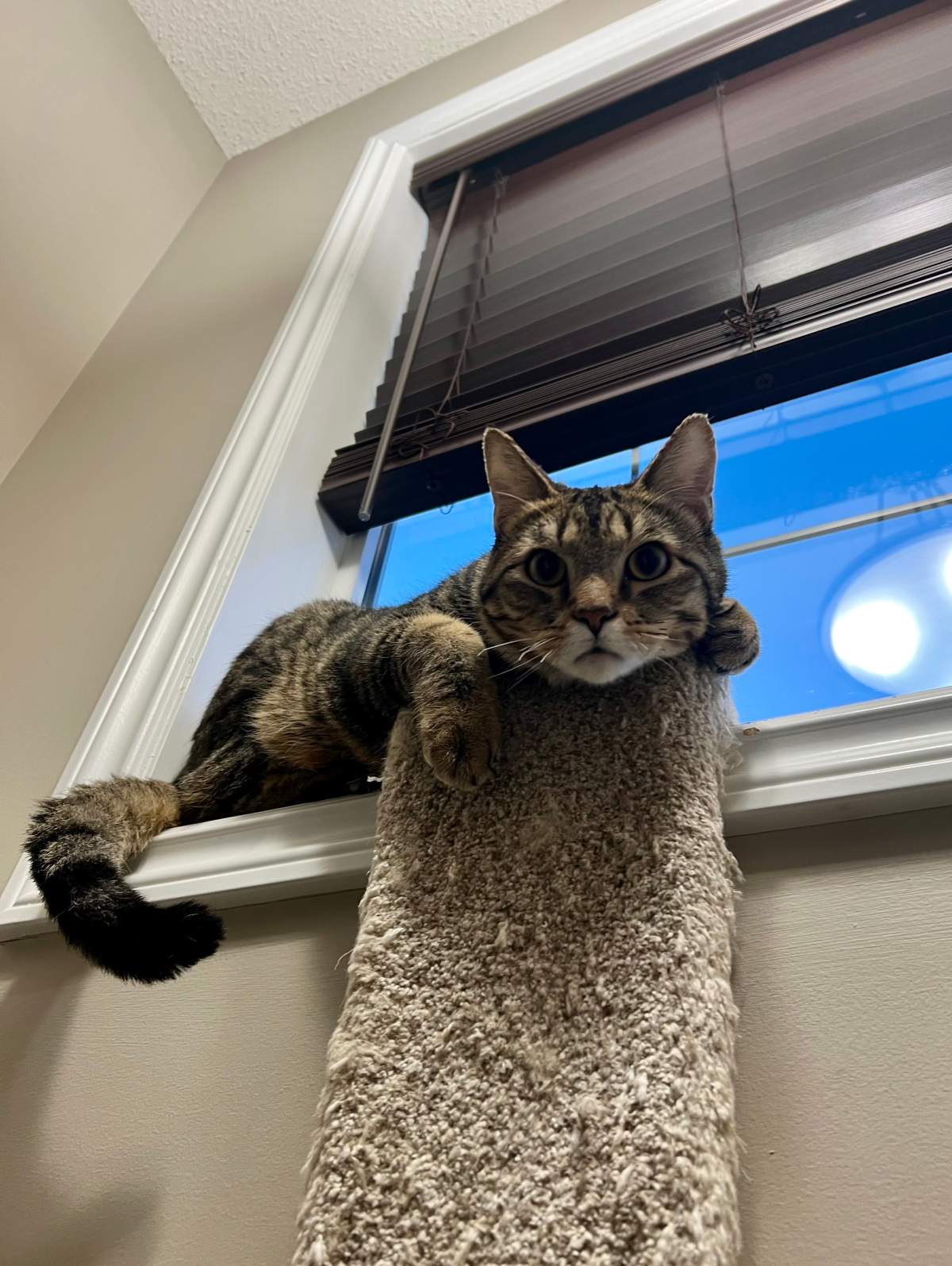 Jasper the tabby cat enjoying his new home, months after jumping from a fifth-storey balcony to escape an apartment fire.