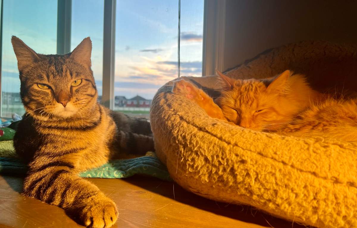 Jasper the tabby cat enjoying his new home, months after jumping from a fifth-storey balcony to escape an apartment fire.