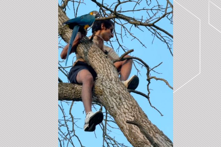 Firefighters rescue parrot, owner stuck in tree in Ontario park