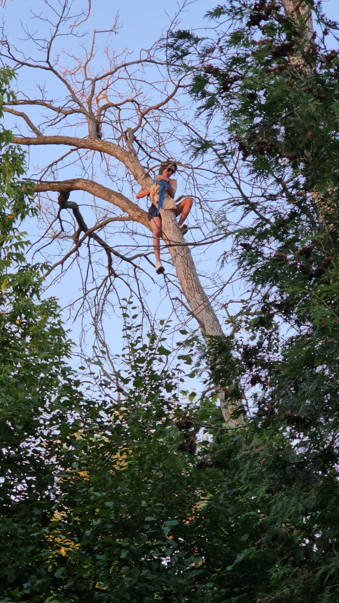 Haril Parikh waits for Peterborough Fire Services to rescue him and his pet macaw Jojo from a tree in Beavermead Park in Peterborough ,Ont., on July 1.