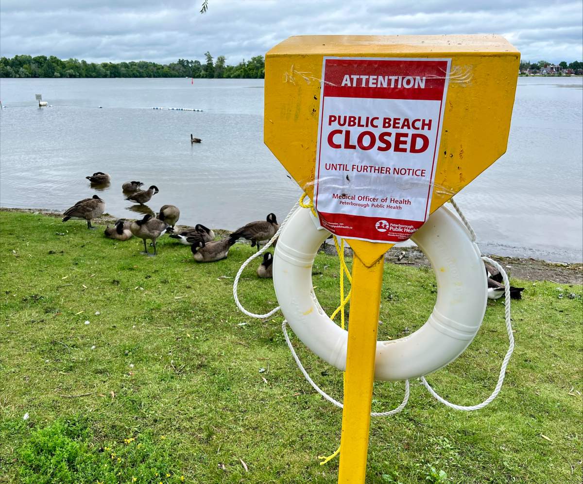 Geese gather at Rogers Cove Beach in Peterborough on July 11, 2024. The beach was ordered closed on July 10 due to suspected blue-green algae blooms.