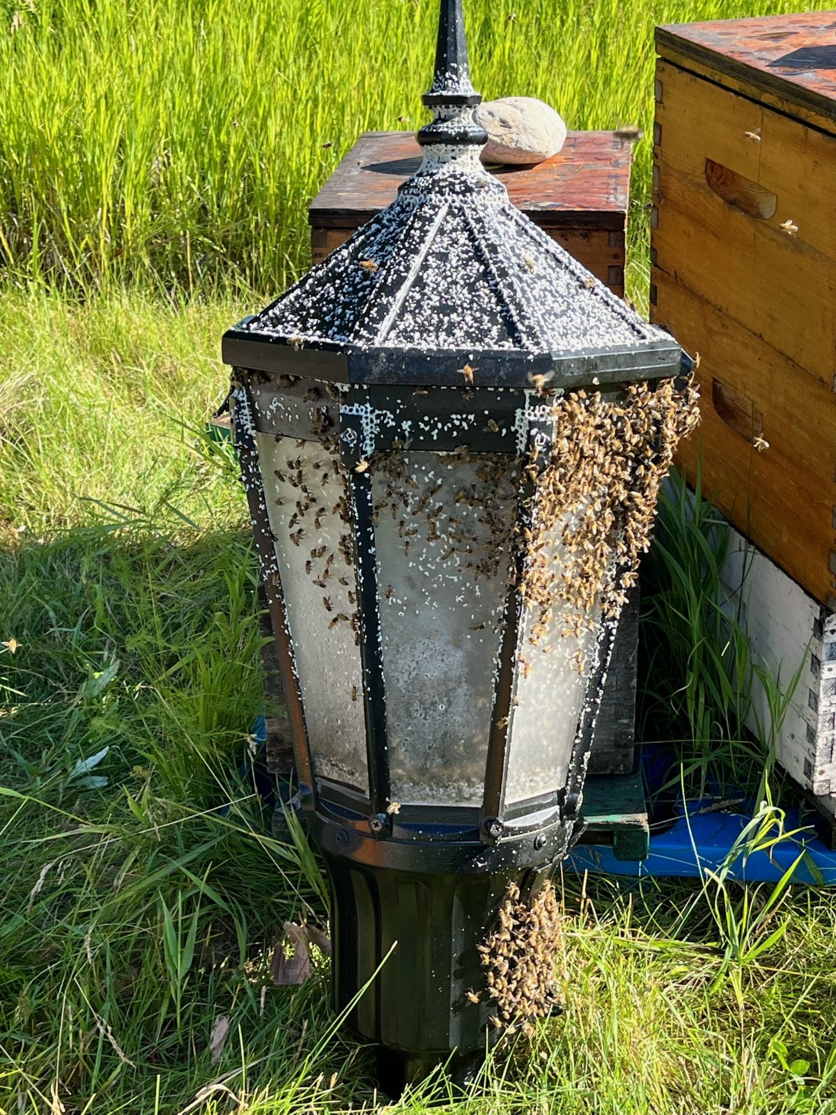 A swarm of bees has been relocated to a local apiary — still on the lamp post they adopted as home.