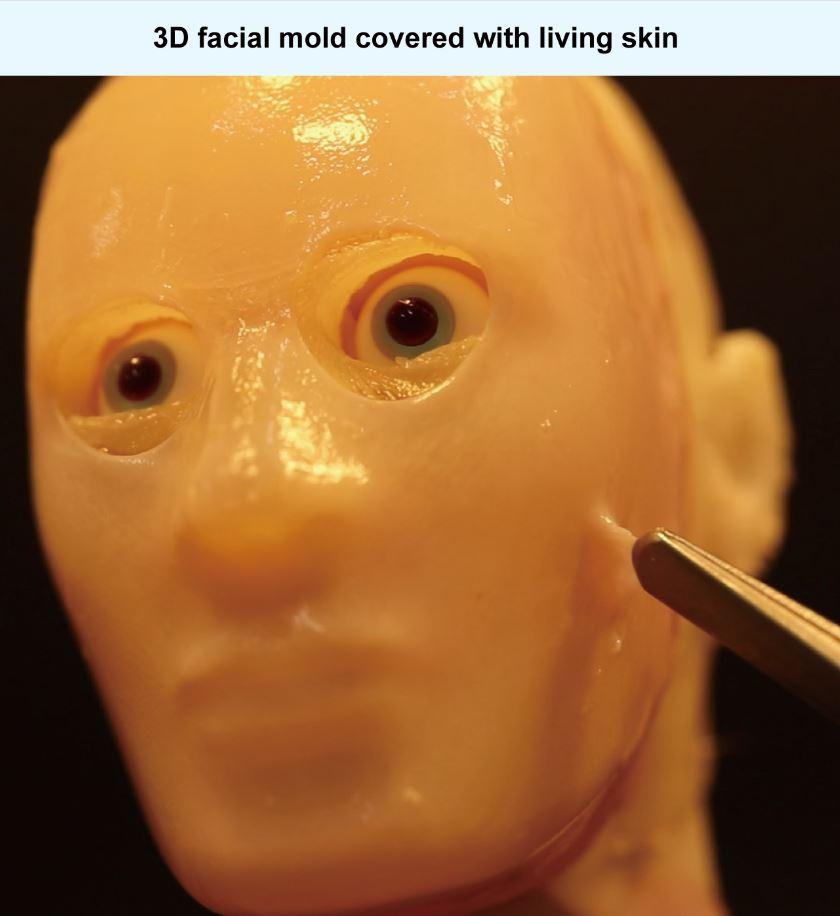 The fabrication process of a skin equivalent covering the 3D facial mold.