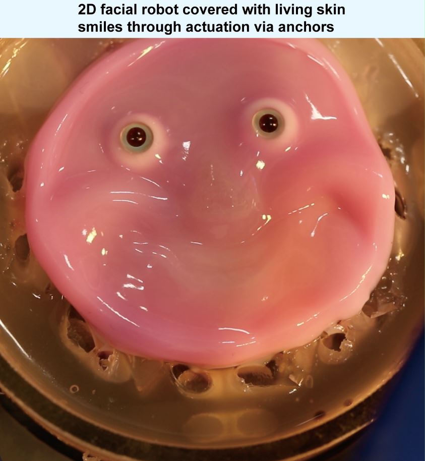 thanks to living ‘skin,’ robots can now smile and make other unnerving faces