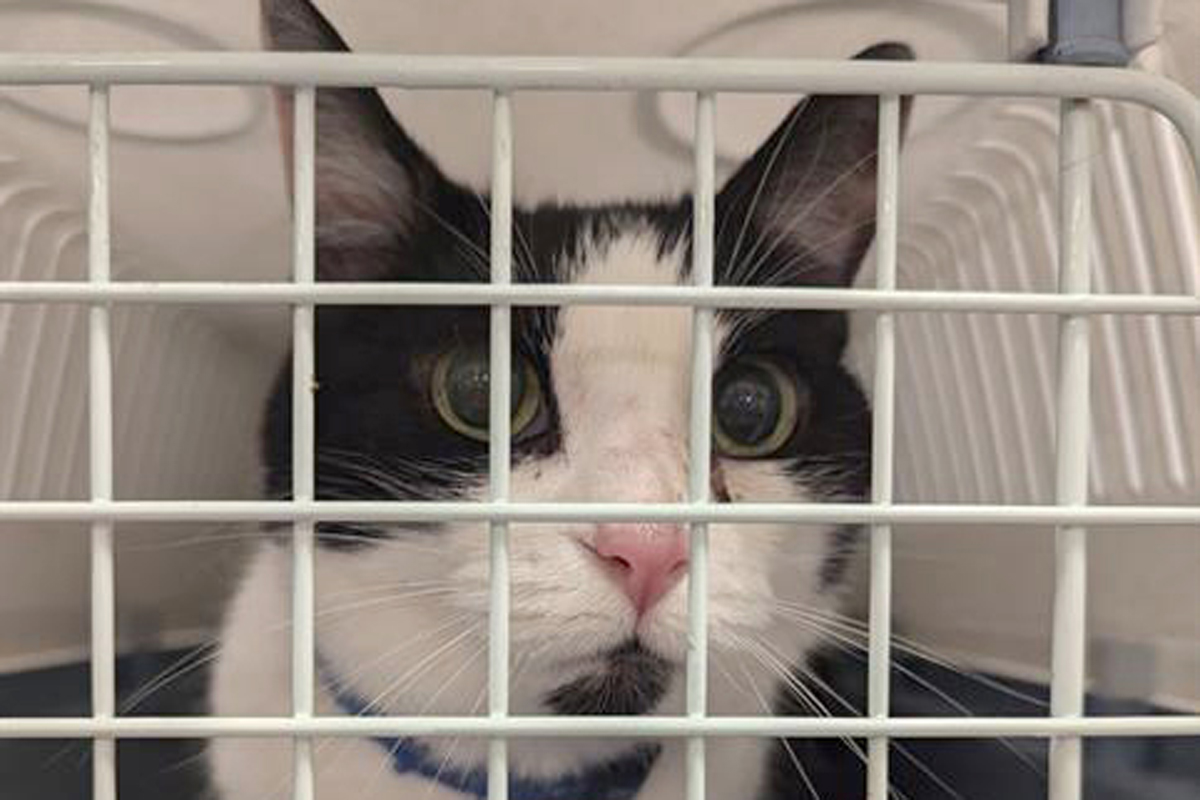 Котката Инди наистина се върна но й отне около осем