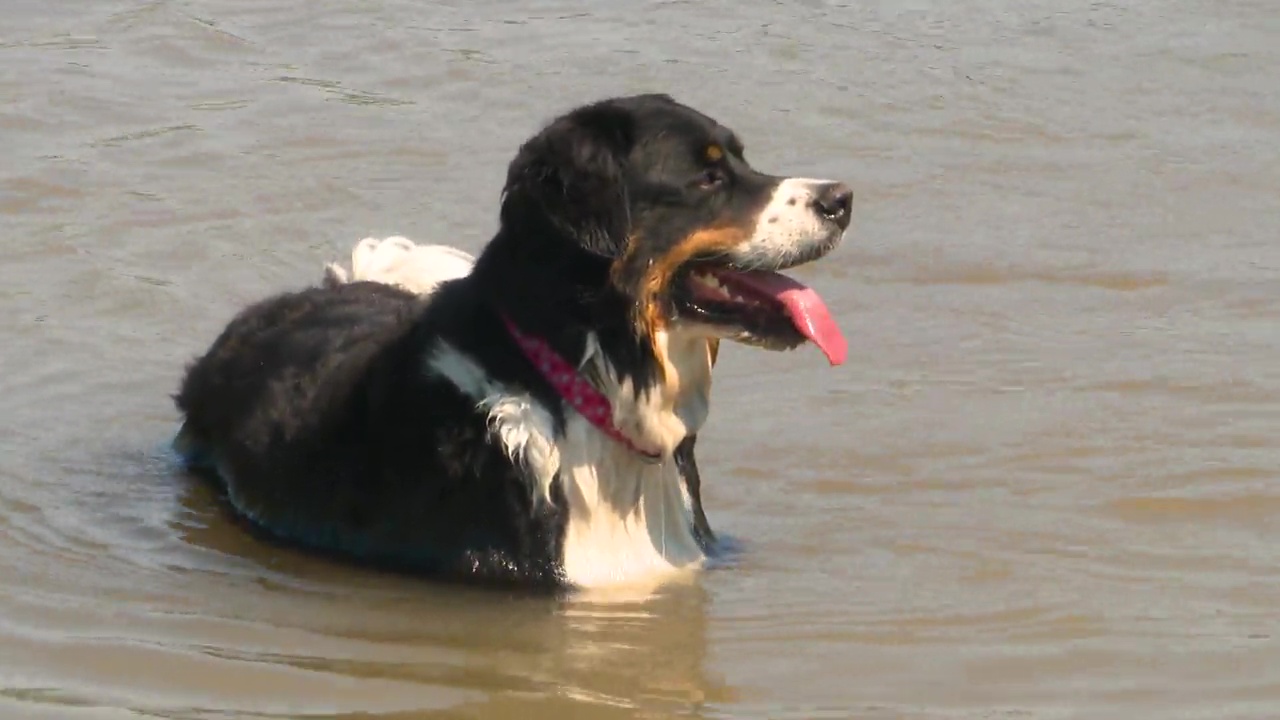 Службите за контрол на животните в Едмънтън и аварийните екипи