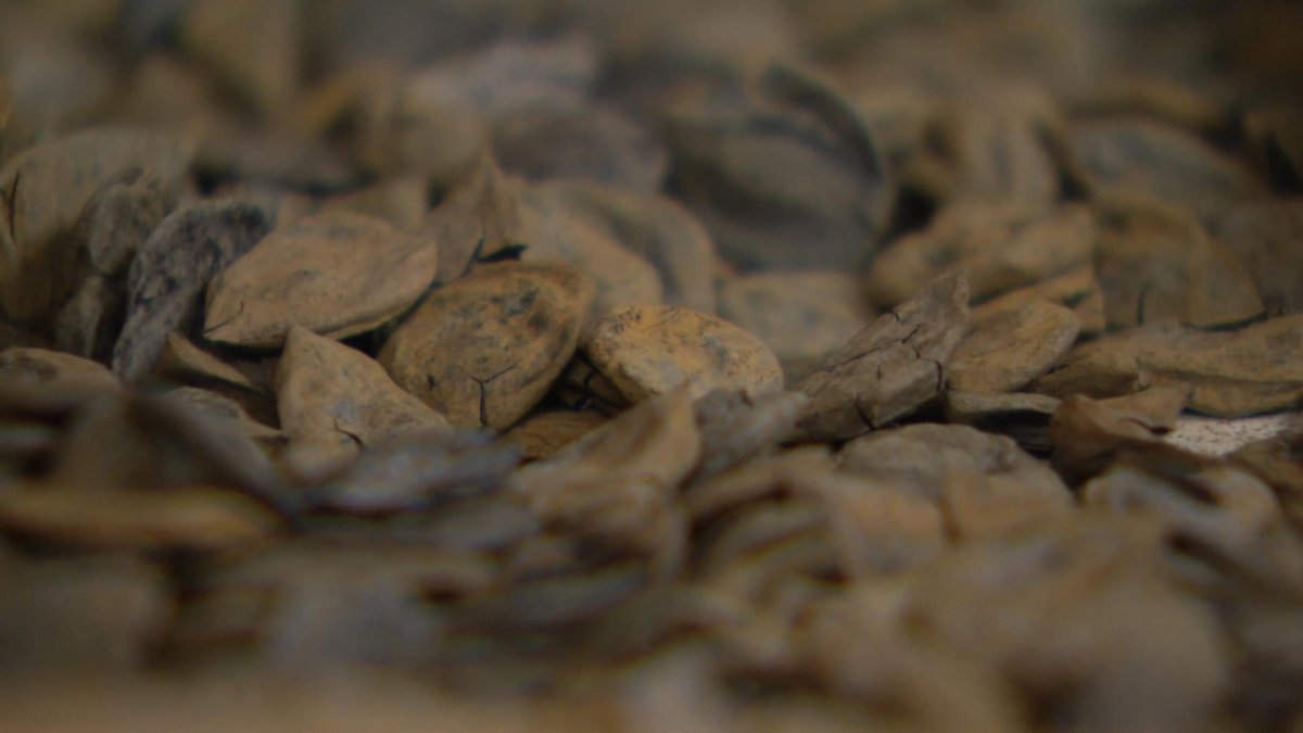 USask scientists have found extinct, fossilized walnuts in Canada’s northern reaches.