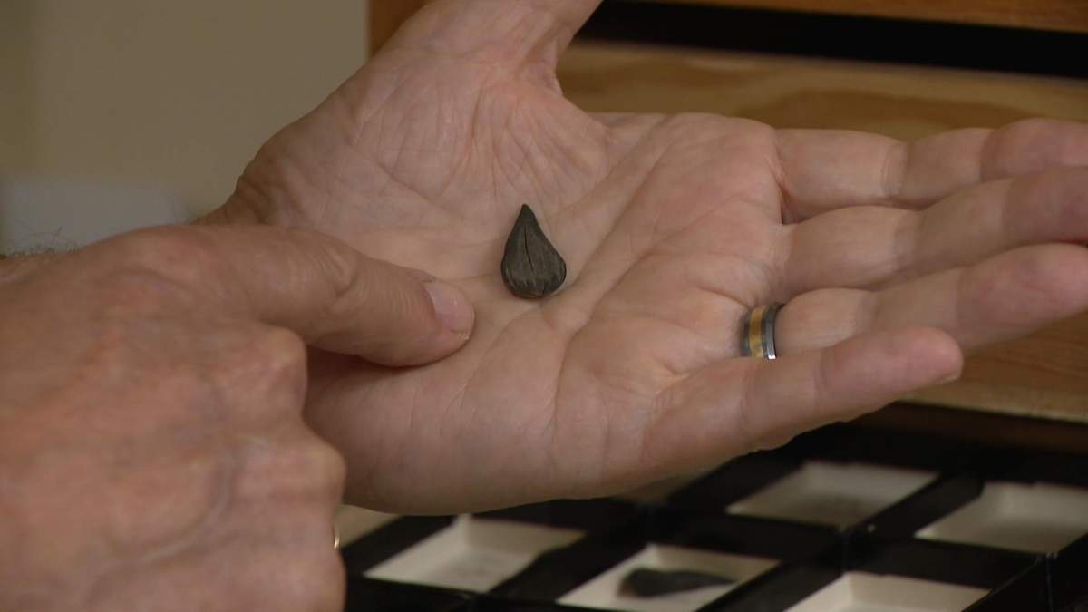 USask scientists have found extinct, fossilized walnuts in Canada’s northern reaches.