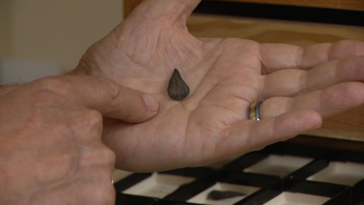 USask scientists have found extinct, fossilized walnuts in Canada’s northern reaches.