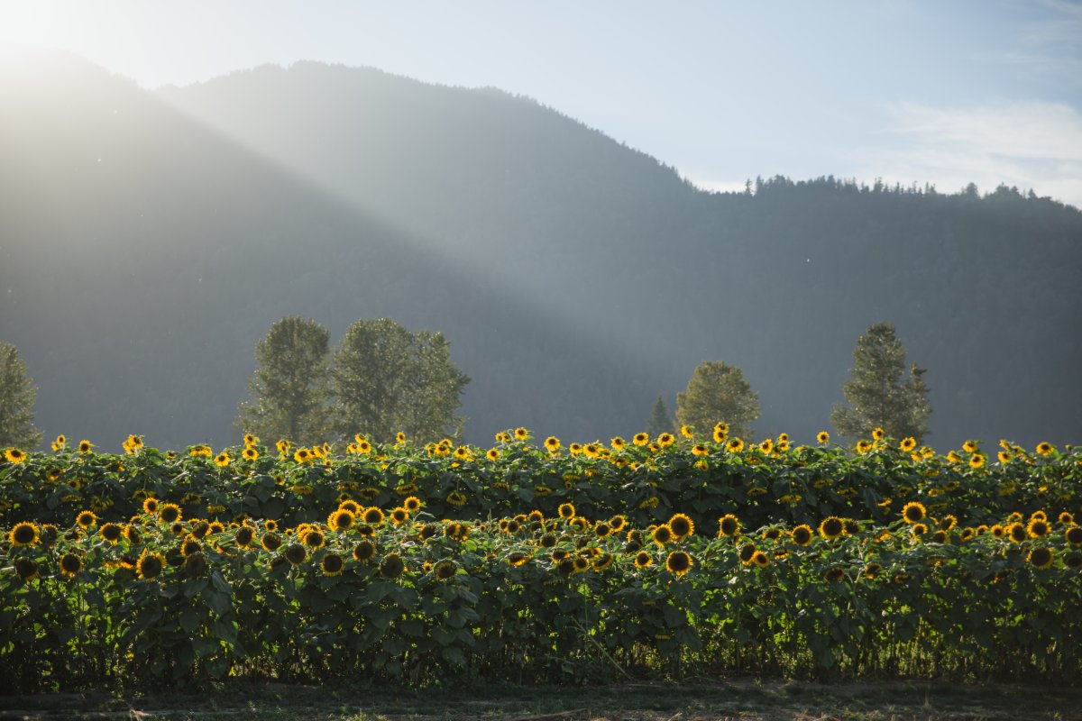 Botanica Sunflower Festival - image