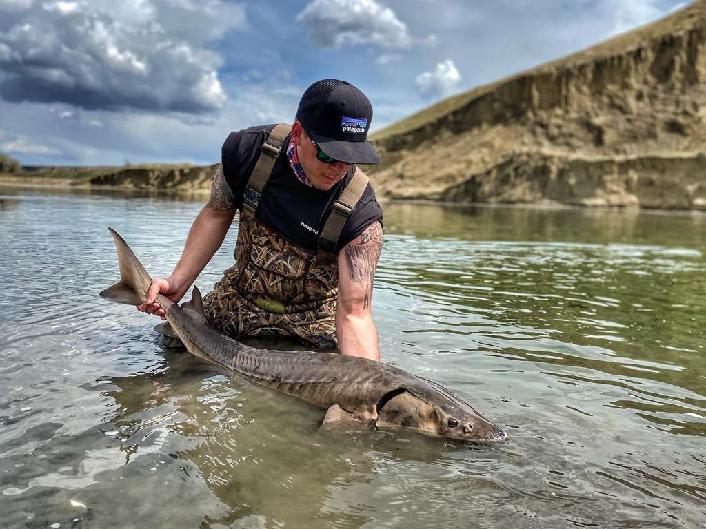 A fisherman holds a Lake Sturgeon caught in the South Saskatchewan in this undated photo. The unique fish species evolved 200 million years ago and has changed little since then, but a prominent biologist worries that pressures on Alberta's water resources could send the living fossil the way of the dinosaurs.  THE CANADIAN PRESS/HO-Nature Alberta magazine-Chad Kastern
*MANDATORY CREDIT *.