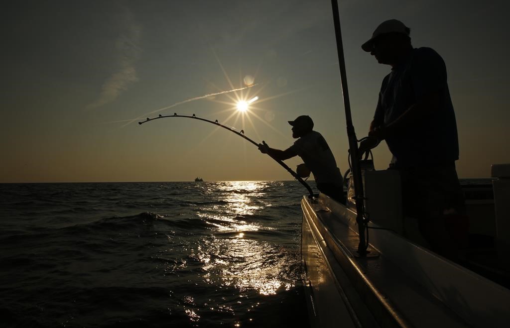 A new report says Nova Scotia’s commercial swordfish harpoon fleet could bring in returns of $2.5 million by adding charters and rod-and-reel gear to adapt to low catch rates. Men fish about 20 miles off the coast of southern Maine on Aug. 6, 2018. THE CANADIAN PRESS/AP/Robert F. Bukaty.