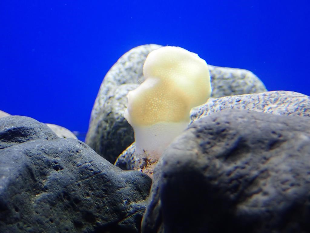 A glass sponge in a lab, displaying tissue loss towards the bottom is shown in this undated handout photo. THE CANADIAN PRESS/HO, University of British Columbia, Angela Stevenson, *MANDATORY CREDIT*.