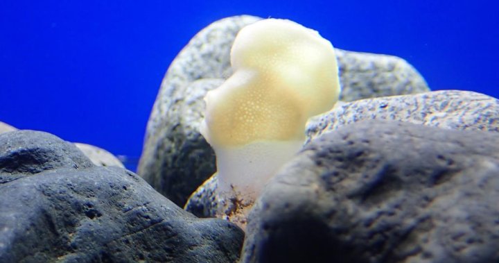 Собственикът на търговски кораб за камбала в Британска Колумбия получи