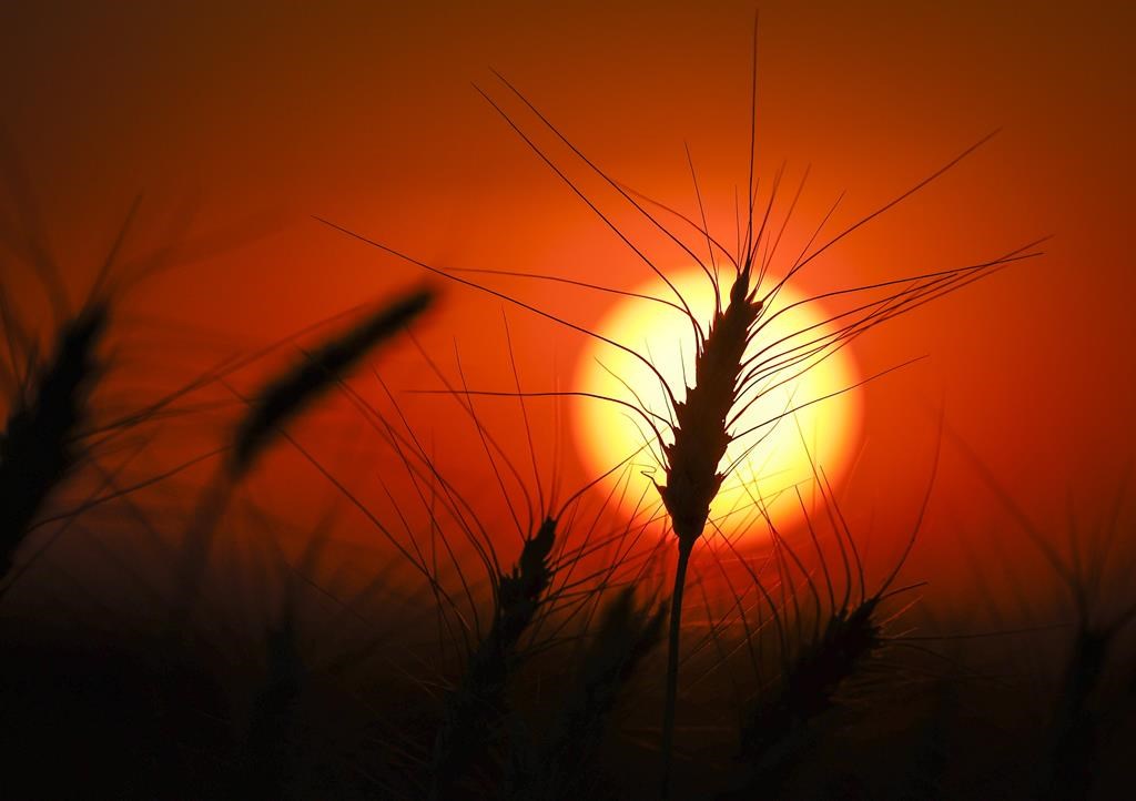 A head of wheat is silhouetted by the sun in a wheat crop near Cremona, Alta., Tuesday, Sept. 6, 2022.