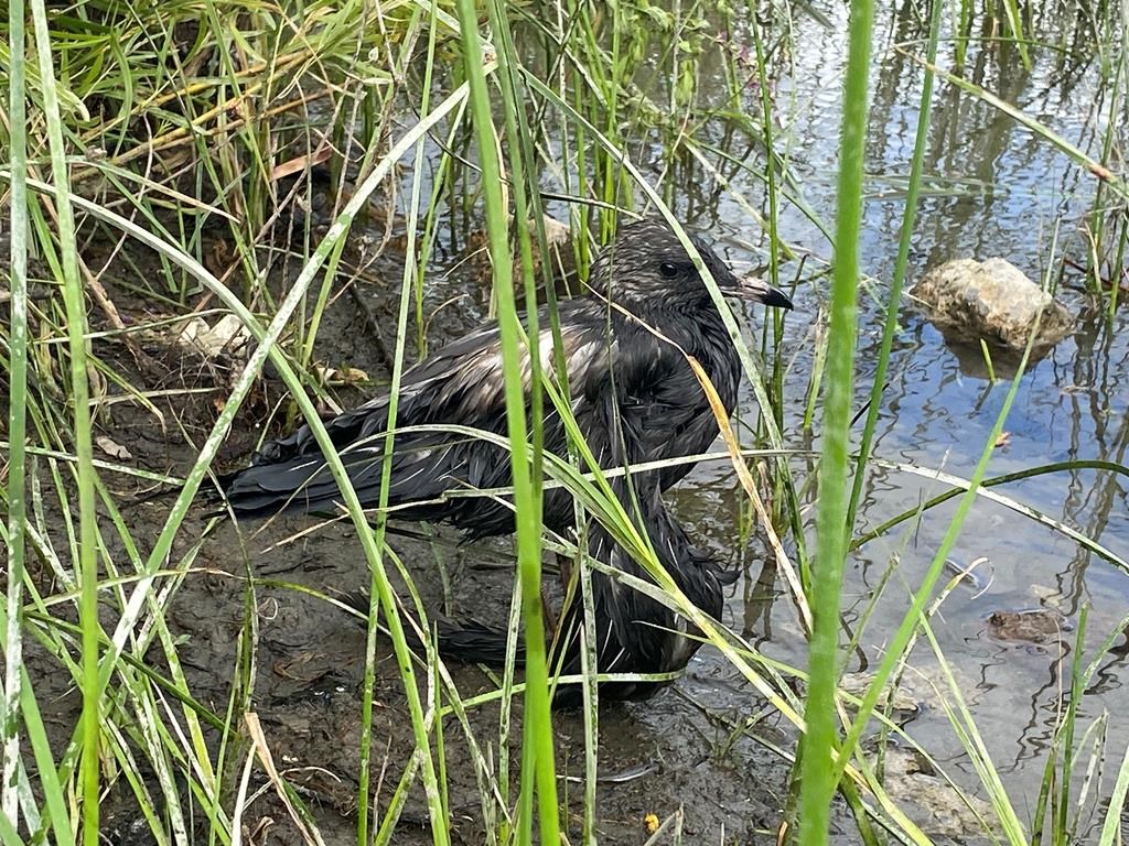 Motor oil spills in St. Lawrence River under investigation by Montreal police