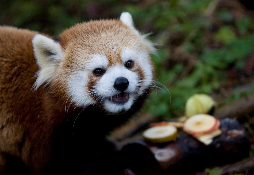 Geriatric red panda dies at Toronto Zoo months after giving birth to cubs