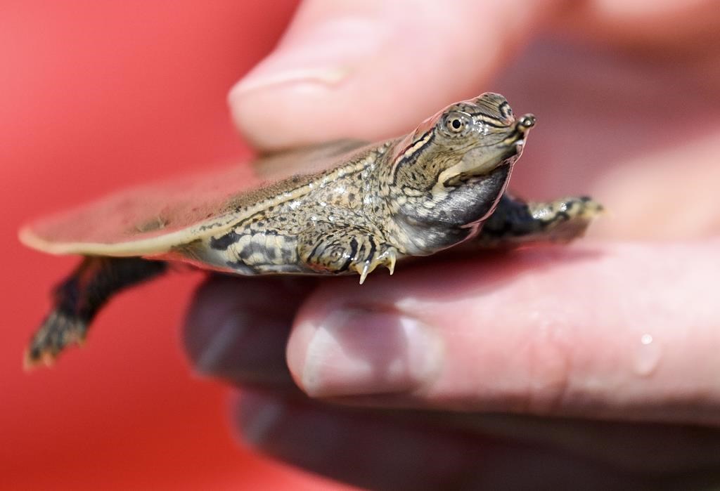 Zoo releases dozens of baby turtles back into Quebec river