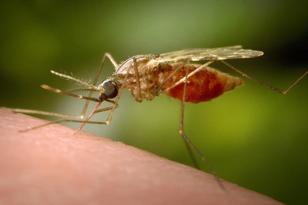 Ottawa resident dies from rare and deadly mosquito-borne virus