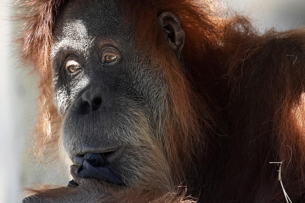 <p>An orangutan sits in the shade at the Fort Worth Zoo in Fort Worth, Texas, Friday, Feb. 23, 2024. The Toronto Zoo says an orangutan managed to leave its outdoor habitat before it was returned without incident. THE CANADIAN PRESS/AP-LM Otero</p>.