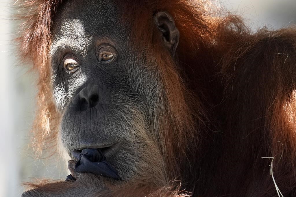 Orangutan briefly escapes habitat at Toronto Zoo, returned safely