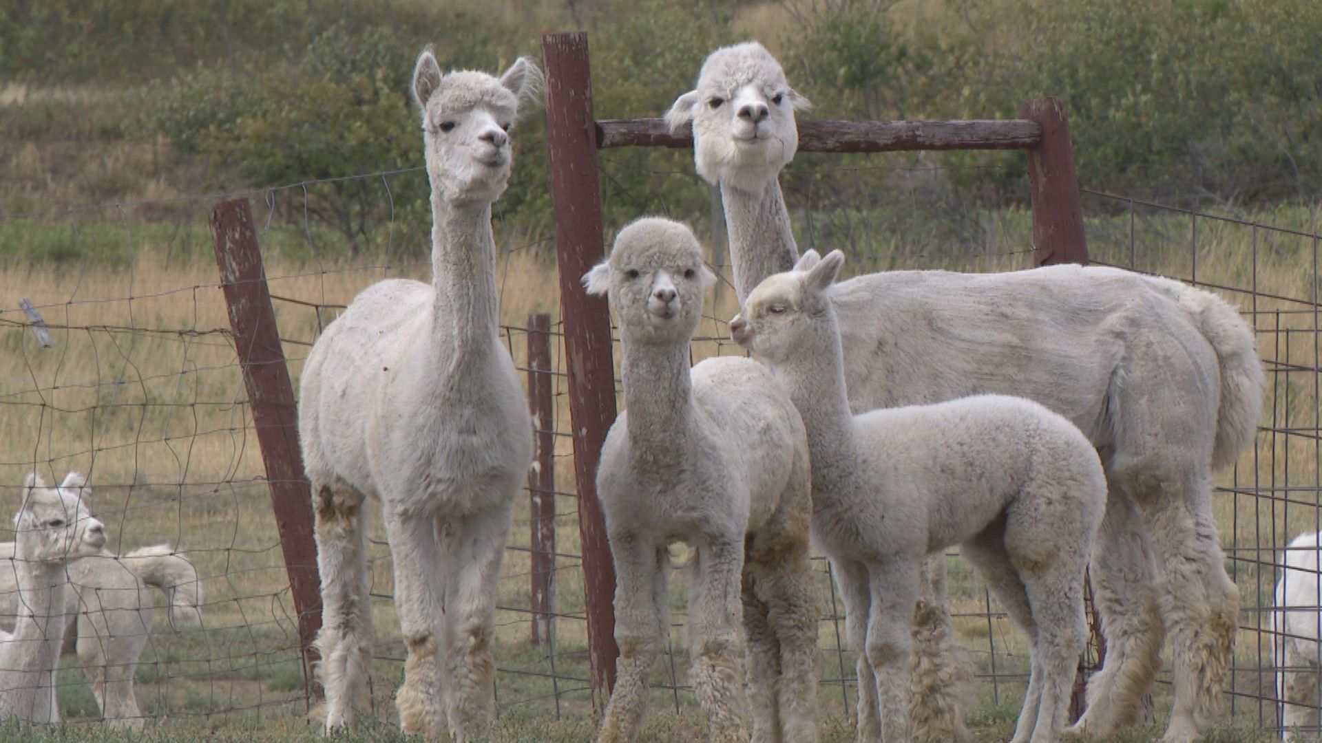 ‘A horror show’: Dog attack leaves three alpacas dead at Sask. farm