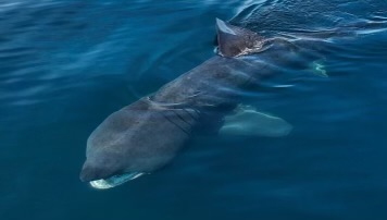 Рядко наблюдение във водите край бреговете на Британска Колумбия развълнува