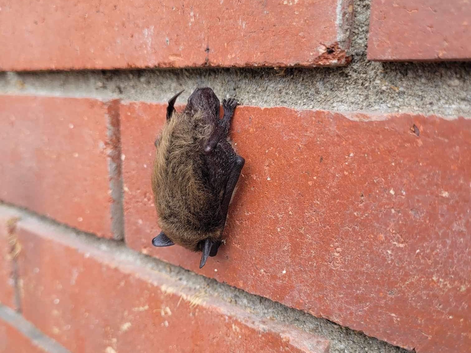 Summer a busy time for growing bats across B.C.