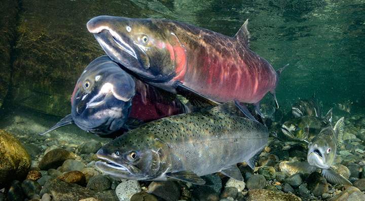 Coho Commotion - image