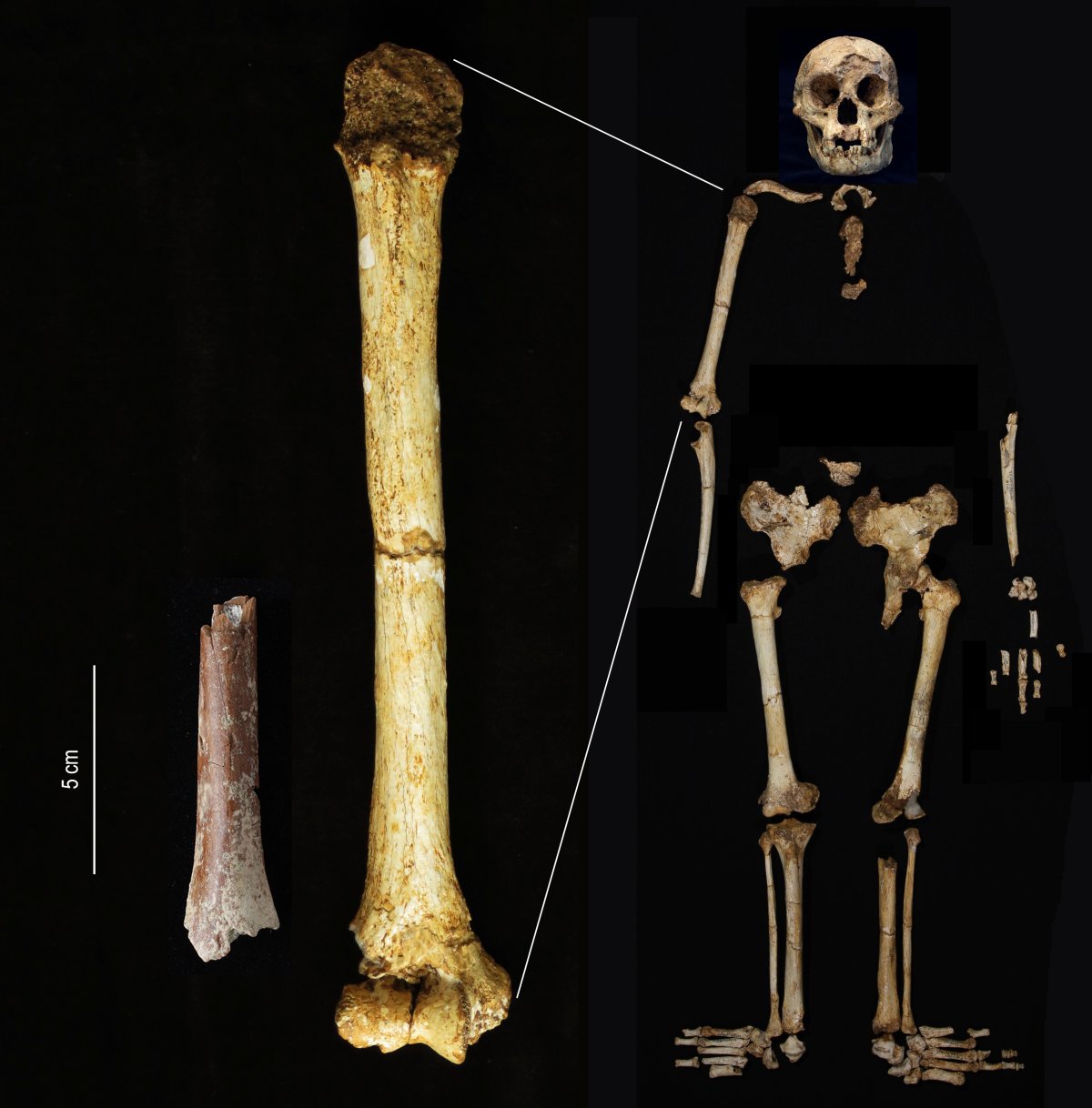 This image provided by the University of Tokyo shows the Mata Menge humerus fragment, left, at the same scale as the humerus of Homo floresiensis from the Liang Bua cave on the island of Flores, Indonesia.