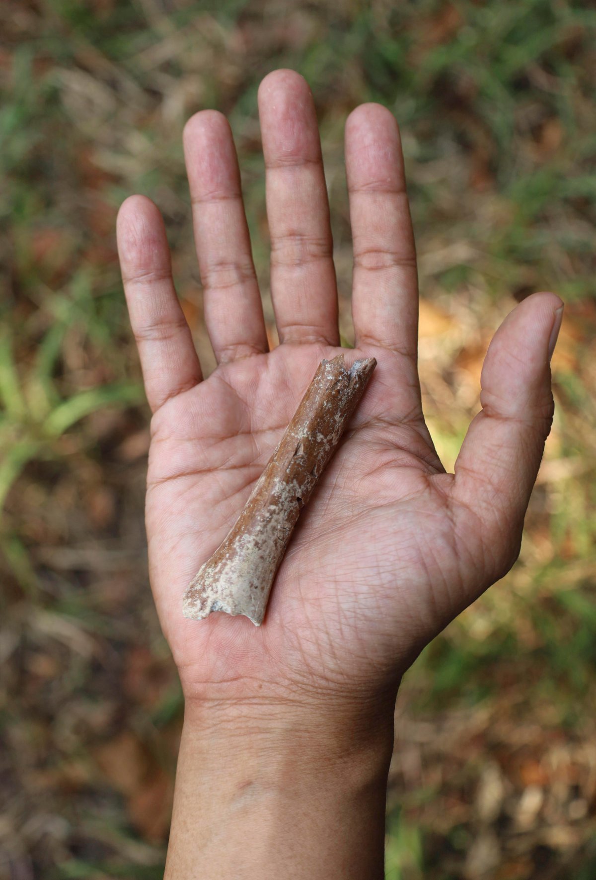 This photo provided by Yousuke Kaifu shows an arm bone fragment excavated on the Indonesia island of Flores. New research suggests ancestors of an early human species nicknamed “hobbits” were even shorter.