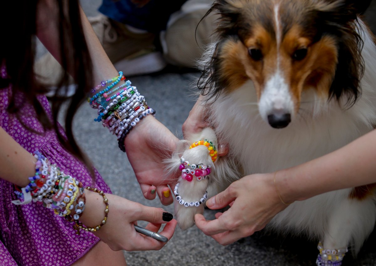 A dog is decorated with bracelets in the city centre in Vienna on Thursday, Aug. 8, 2024. ()