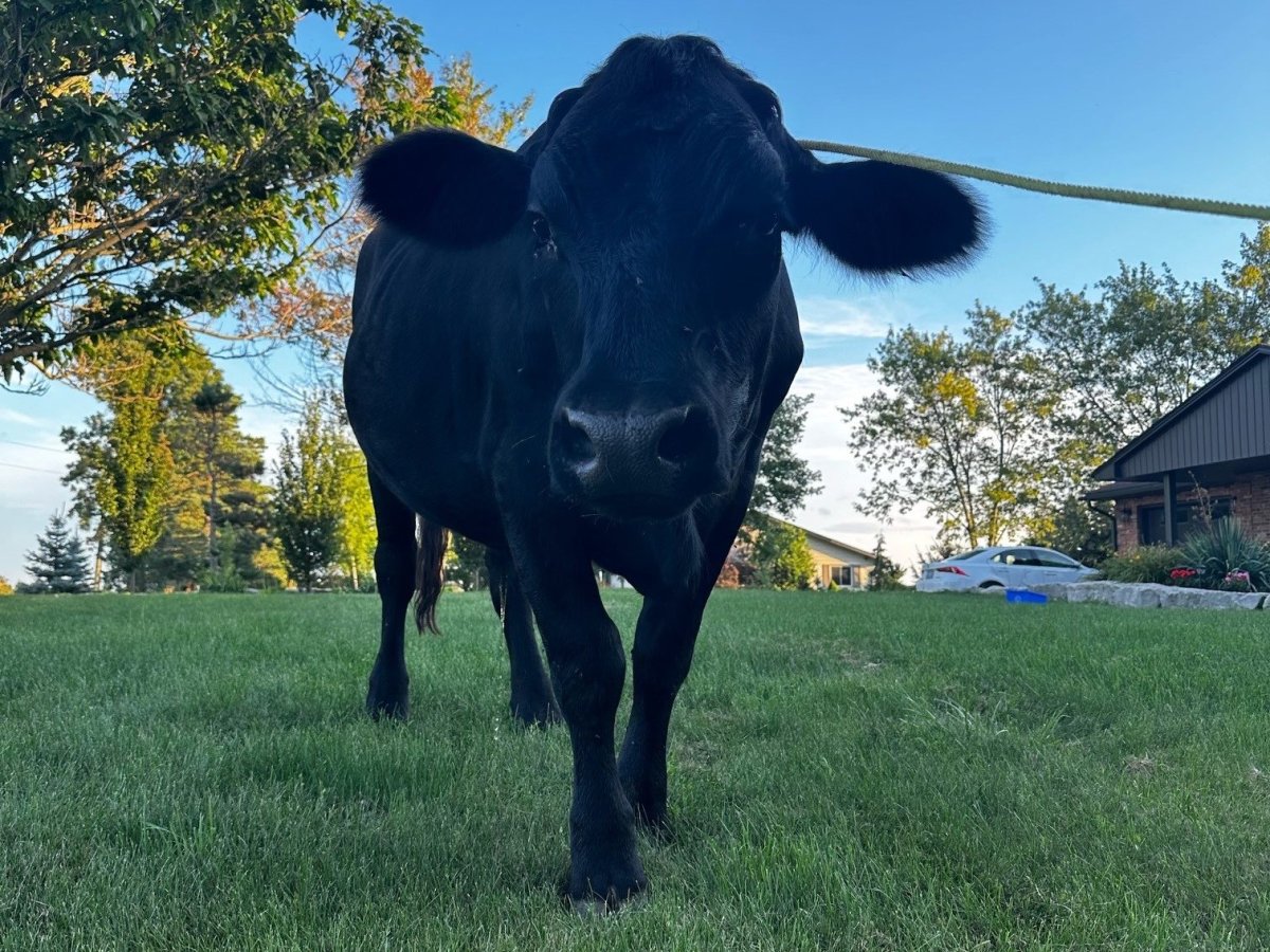 Elgin OPP are trying to find the owner of a bull found wandering in Central Elgin.