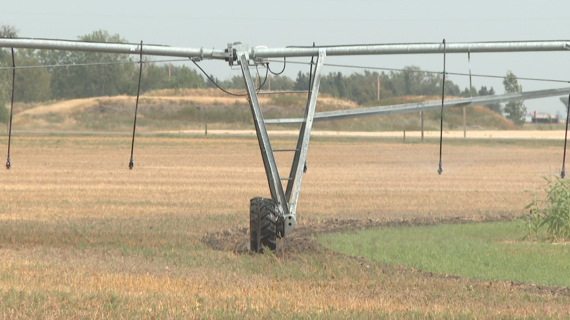 Wet spring helped fend off harsh summer drought for Alberta farmers