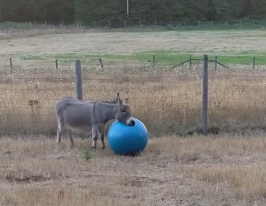 How a B.C. community brought joy to Earl, a lonely donkey whose owner died