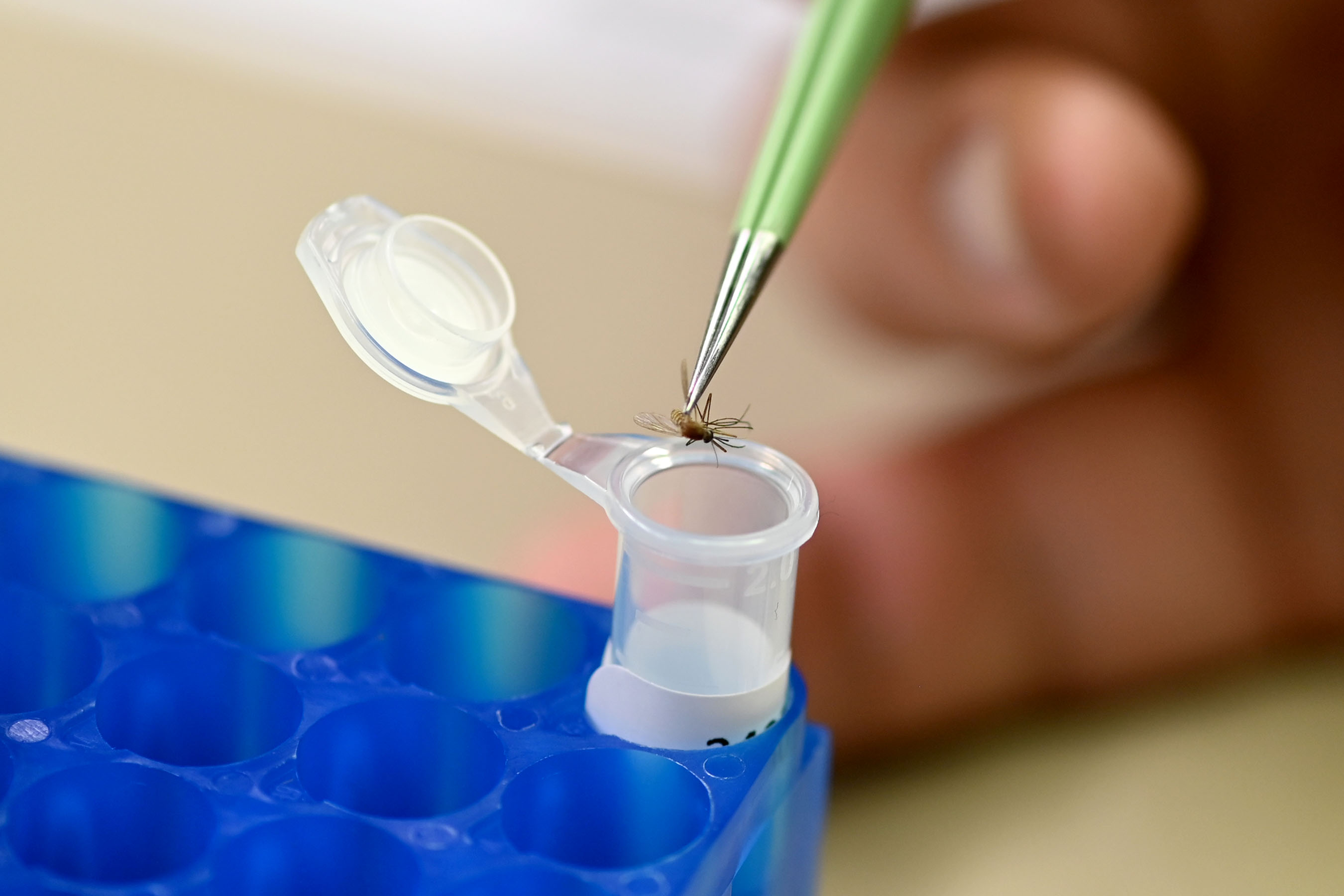 Поради нарастваща заплаха от потенциално смъртоносна болест пренасяна от комари