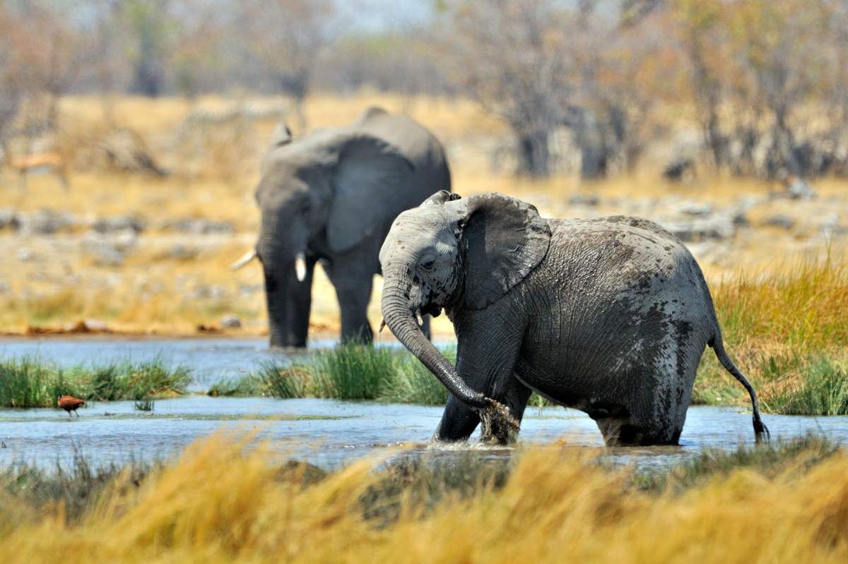 Two elephants by a watering hole.
