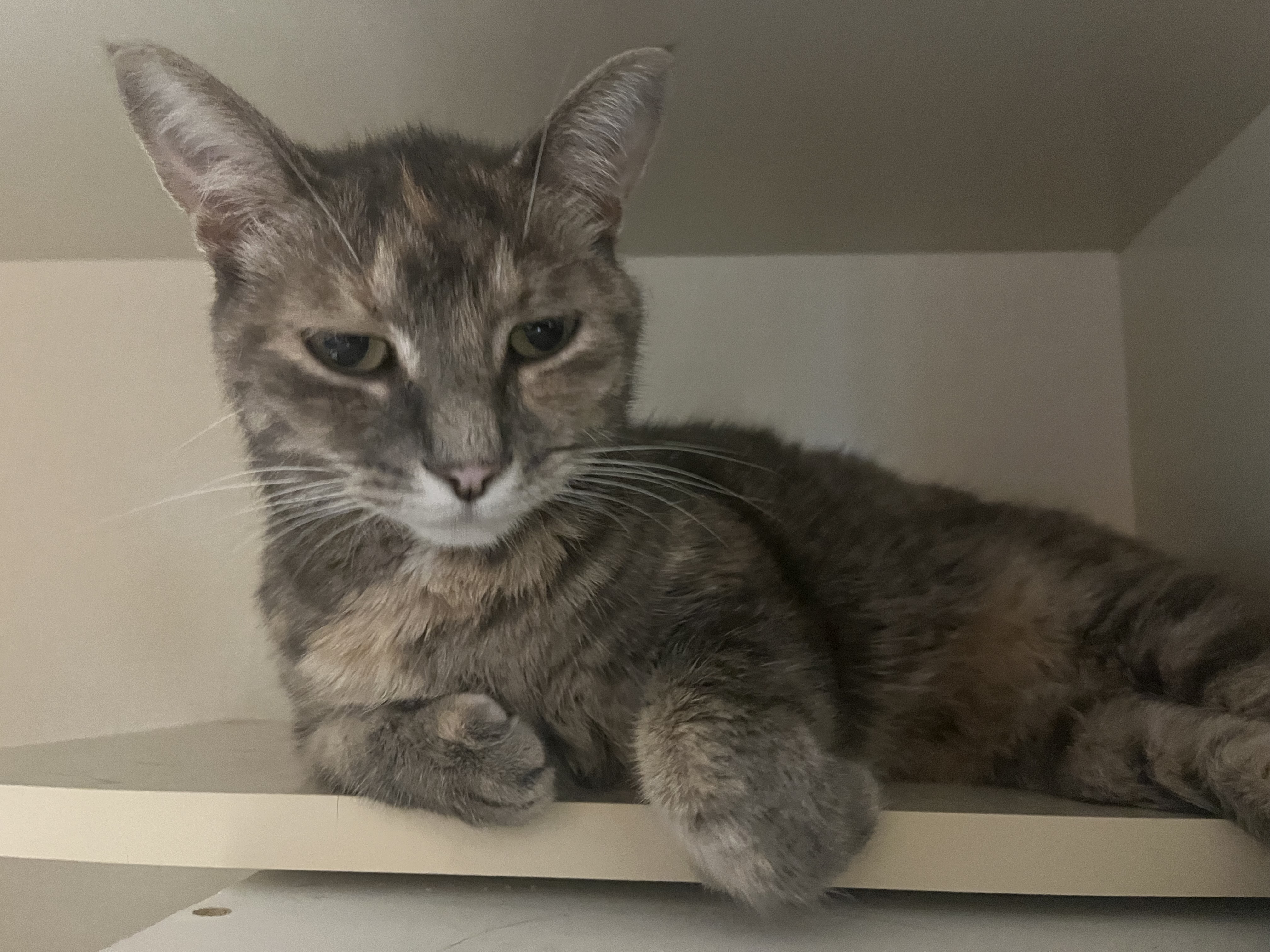 Бездомна котка намерена в района на Фредериктън Нова Британия ще